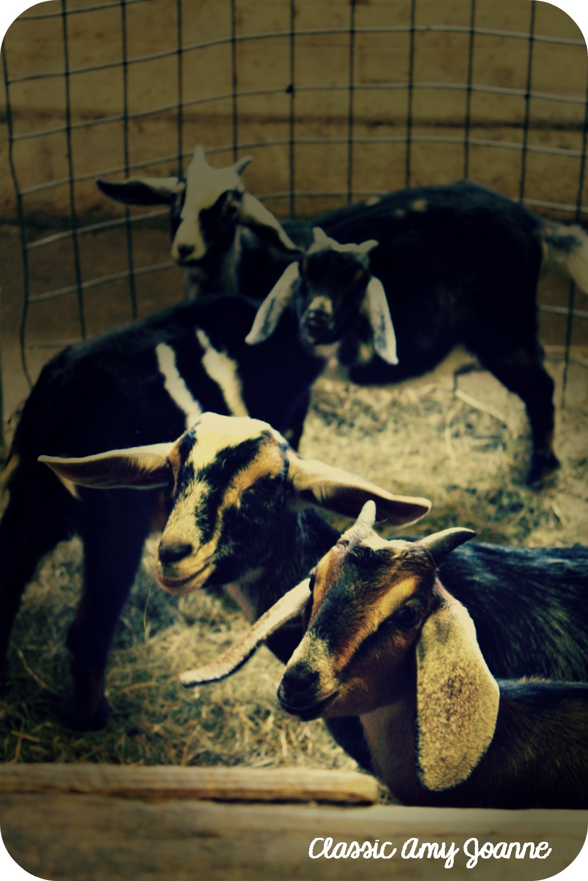 shaker village 3 (2)