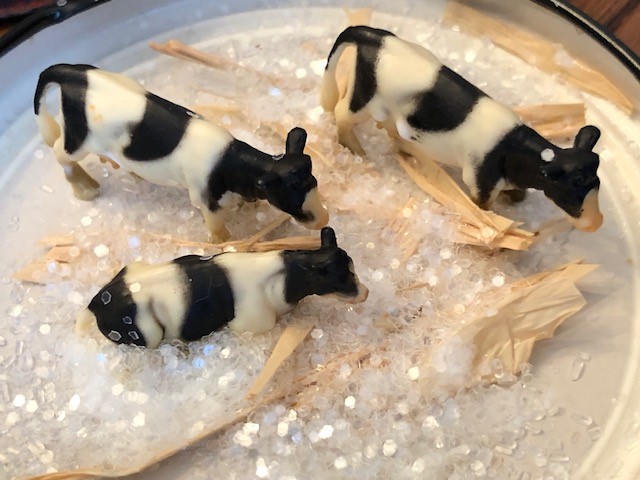 cow 7